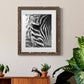 Zebra Colt - Premium Framed Print - Distressed Barnwood Frame - Ready to Hang