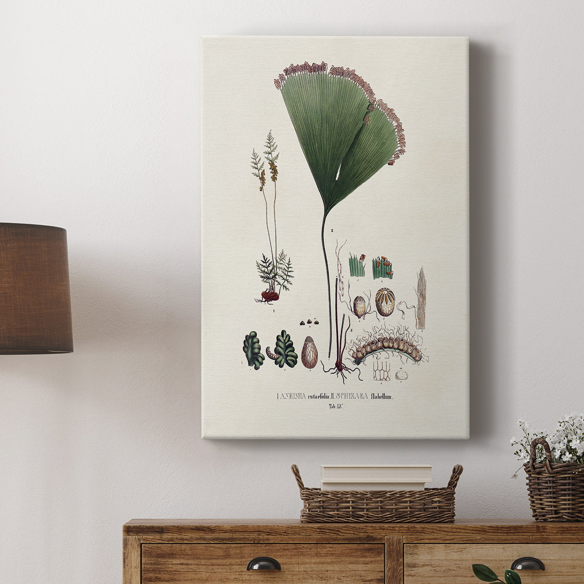 Botanical Society Ferns IX - Canvas Art Print