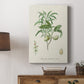 Antique Almond Botanical II - Canvas Art Print
