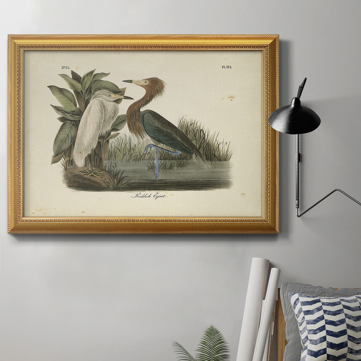 Audubons Reddish Egret Premium Framed Canvas- Ready to Hang