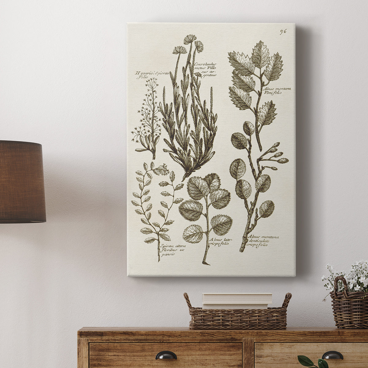 Sepia Botanical Journal VIII - Canvas Art Print