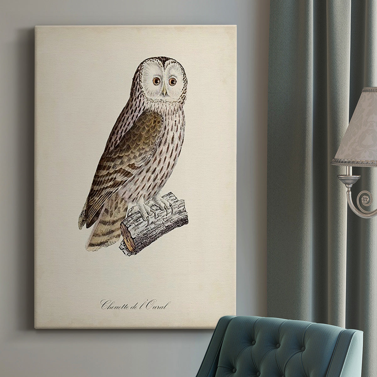 French Owls V Premium Gallery Wrapped Canvas - Ready to Hang