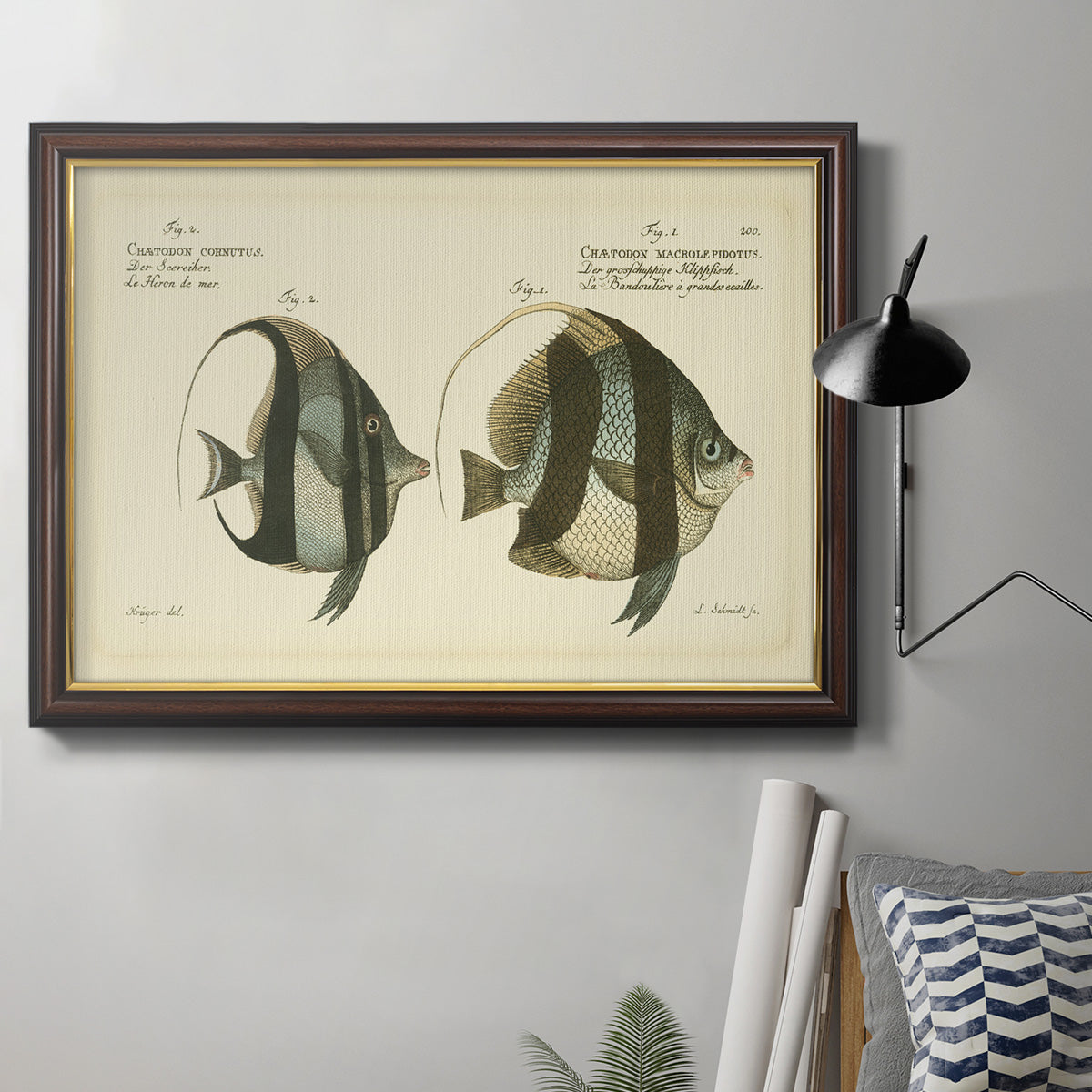 Bloch Antique Fish I Premium Framed Canvas- Ready to Hang