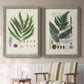 Set of two gray barnwood framed canvas prints depicting two natural-history fern plates featuring vintage fern specimens with botanical details above a sideboard in a cozy sitting room.