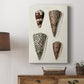 Cone Shell Collection I - Canvas Art Print
