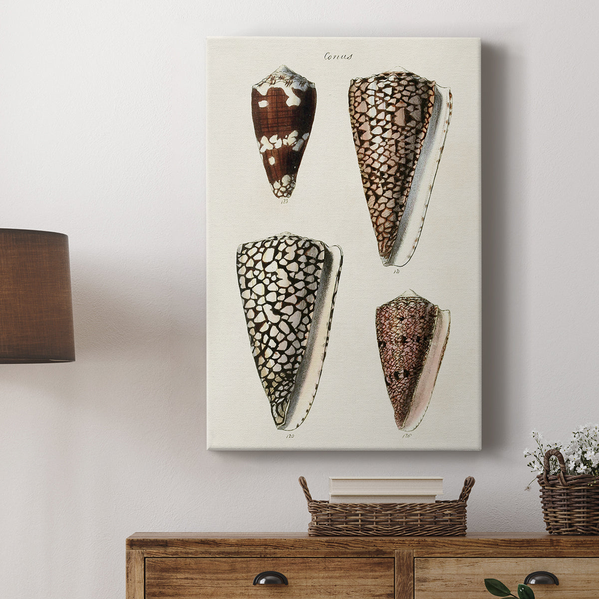 Cone Shell Collection I - Canvas Art Print
