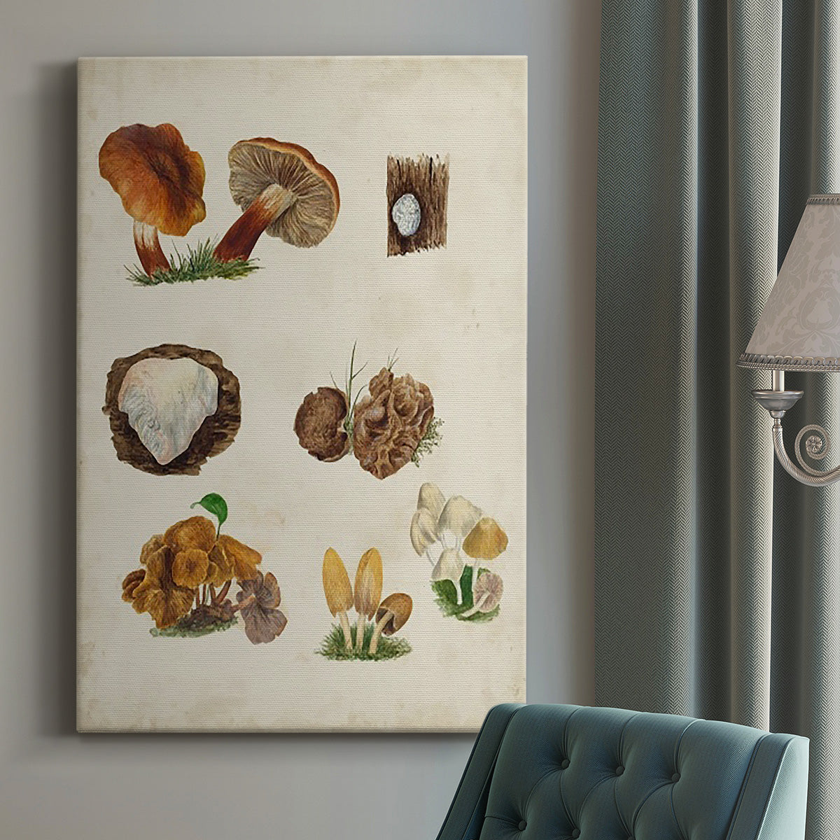 Mushroom Species I Premium Gallery Wrapped Canvas - Ready to Hang