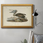Audubons Brown Pelican - Ornate Framed Canvas Print