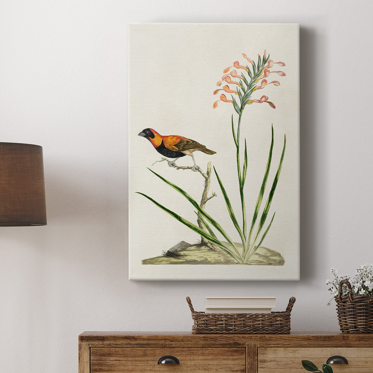 Southern Red Bishop and Gladiolus, c. 1822 - Canvas Art Print