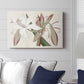 Amaryllis Varietals II - Canvas Art Print