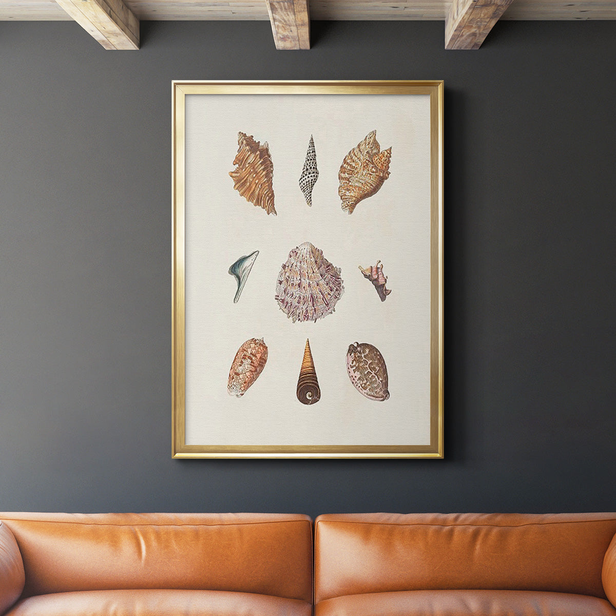 Knorr Shells & Coral VI - Modern Framed Canvas Print