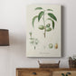 Antique Almond Botanical I - Canvas Art Print