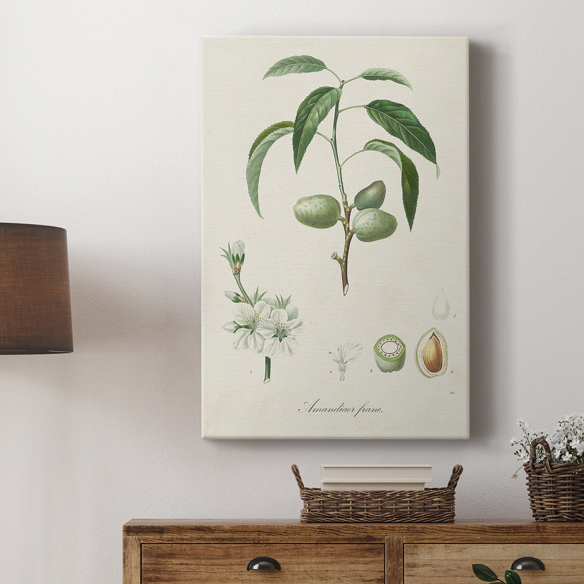 Antique Almond Botanical I - Canvas Art Print