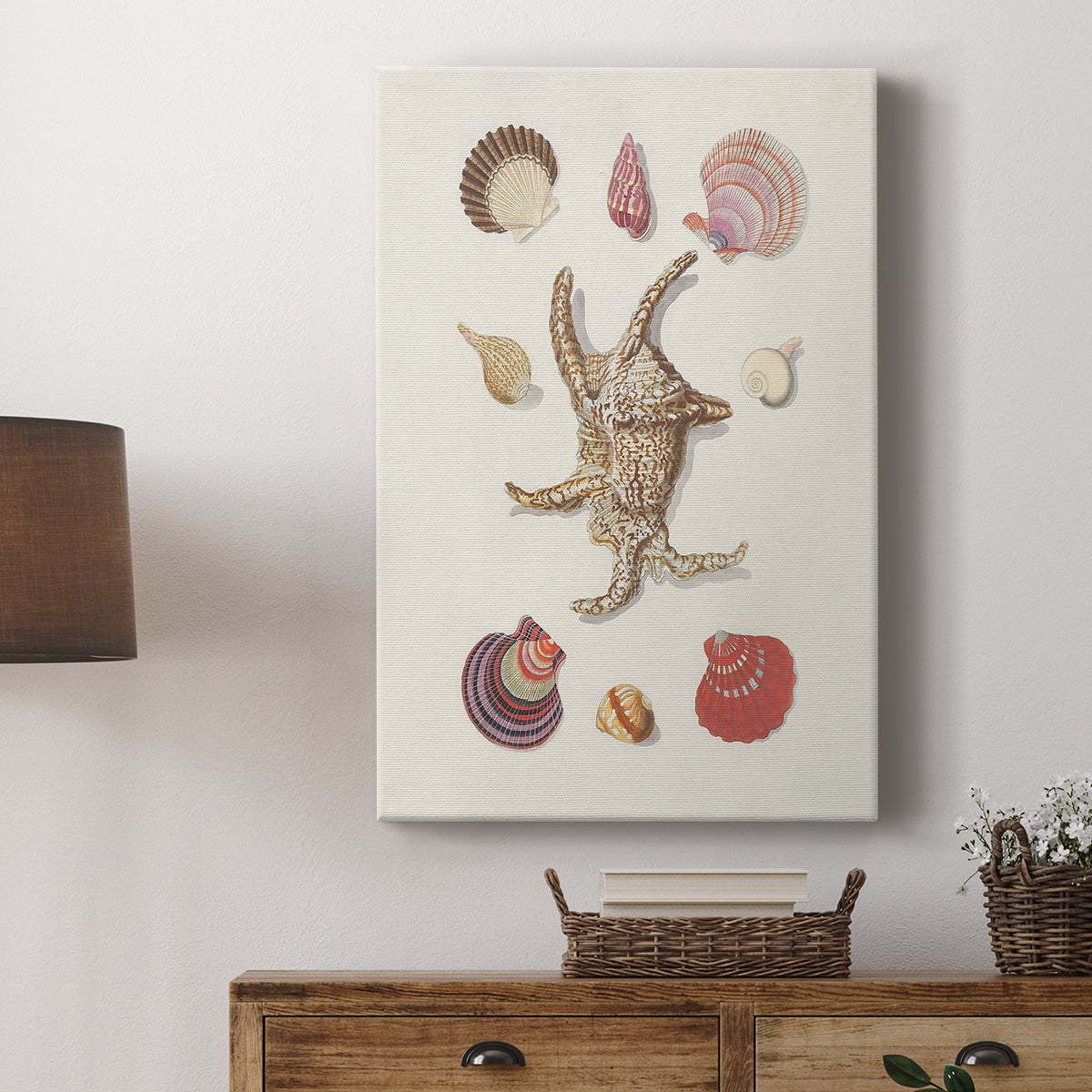 Knorr Shells & Coral II - Canvas Art Print
