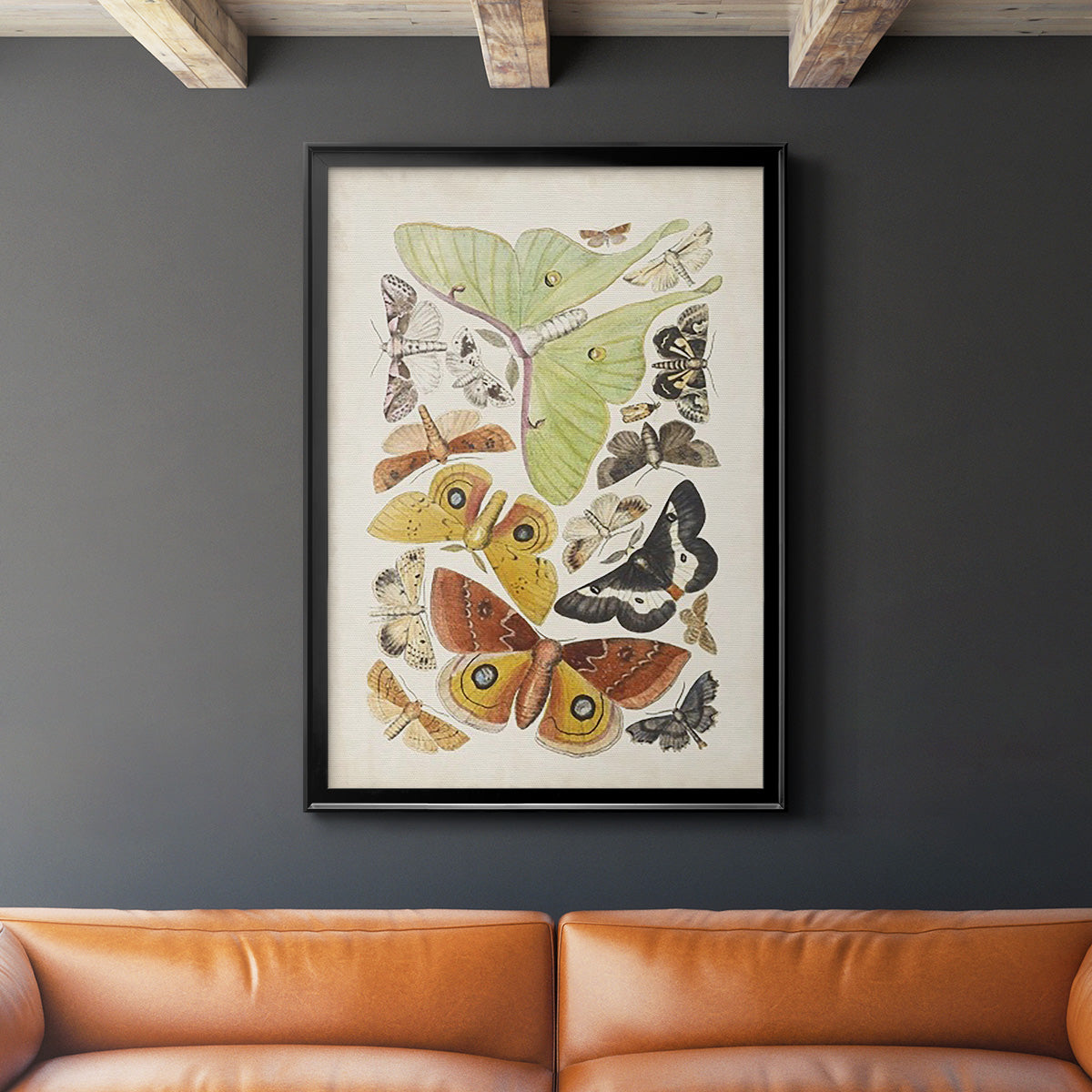 Antique Moths I - Modern Framed Canvas Print