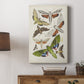 Antique Moths II - Canvas Art Print