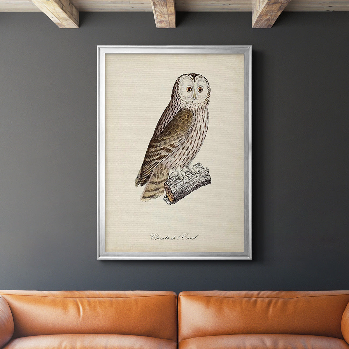 French Owls V - Modern Framed Canvas Print