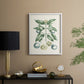 Buchoz Tropicals VII - Restickable Framed Art Print