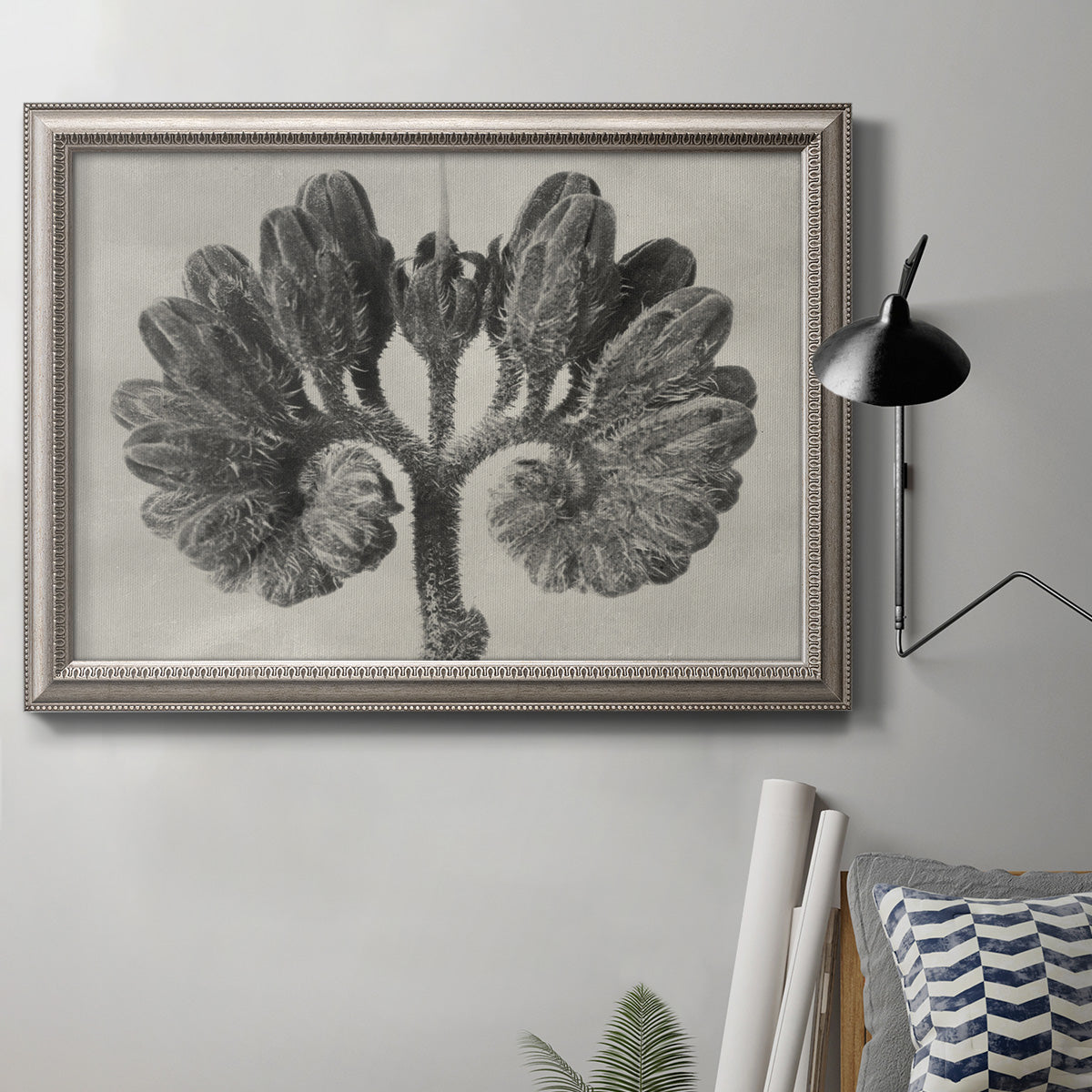 Monochrome botanical plant study photograph by Karl Blossfeldt in an ornate vintage silver frame displayed in a neutral interior setting.