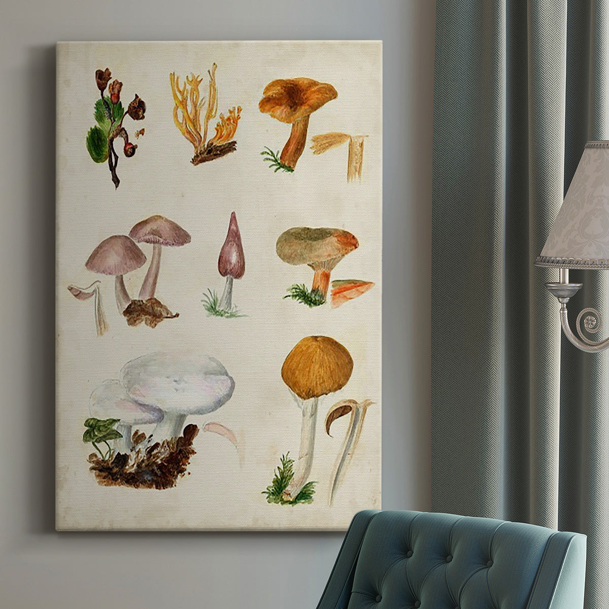 Mushroom Species VI - Canvas Art Print