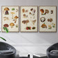 Mushroom Species I - Framed Premium Gallery Wrapped Canvas L Frame 3 Piece Set - Ready to Hang