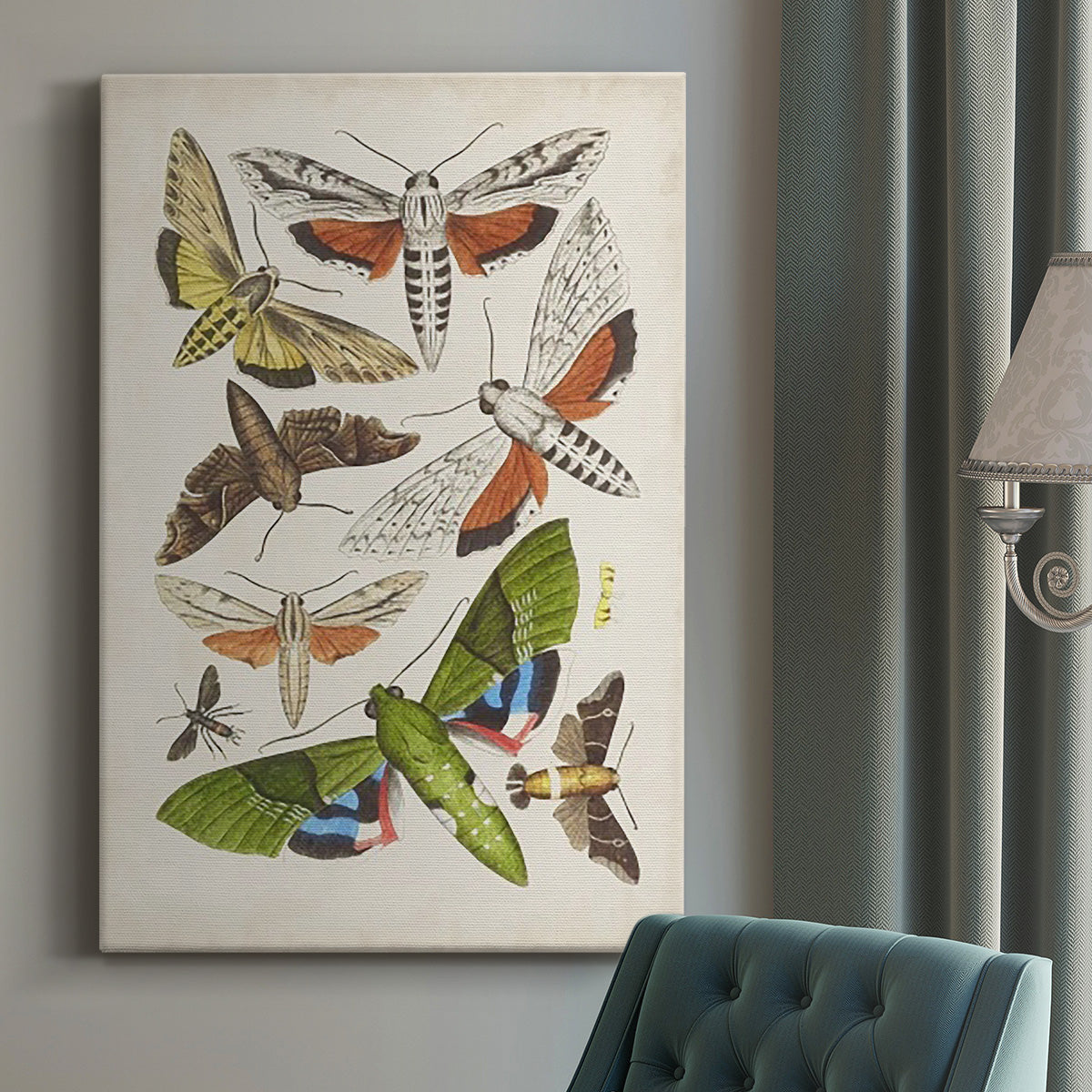 Antique Moths II Premium Gallery Wrapped Canvas - Ready to Hang