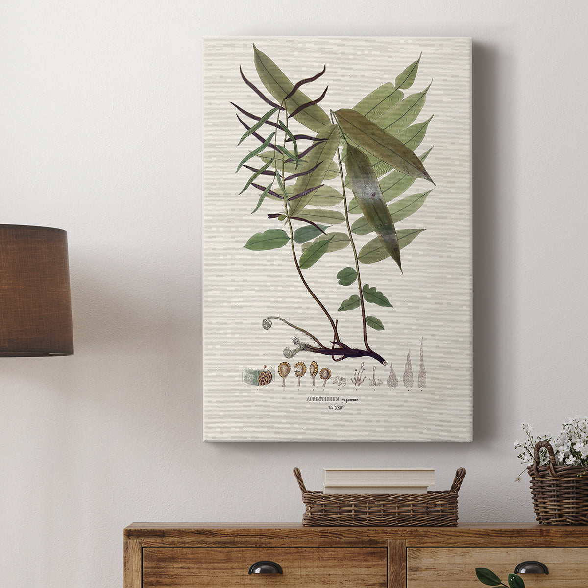 Botanical Society Ferns VI - Canvas Art Print