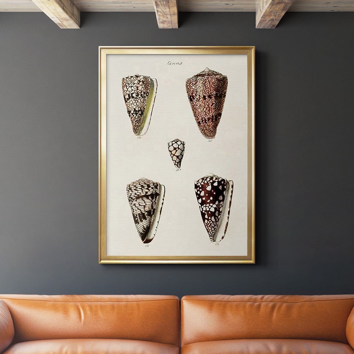 Cone Shell Collection III - Modern Framed Canvas Print