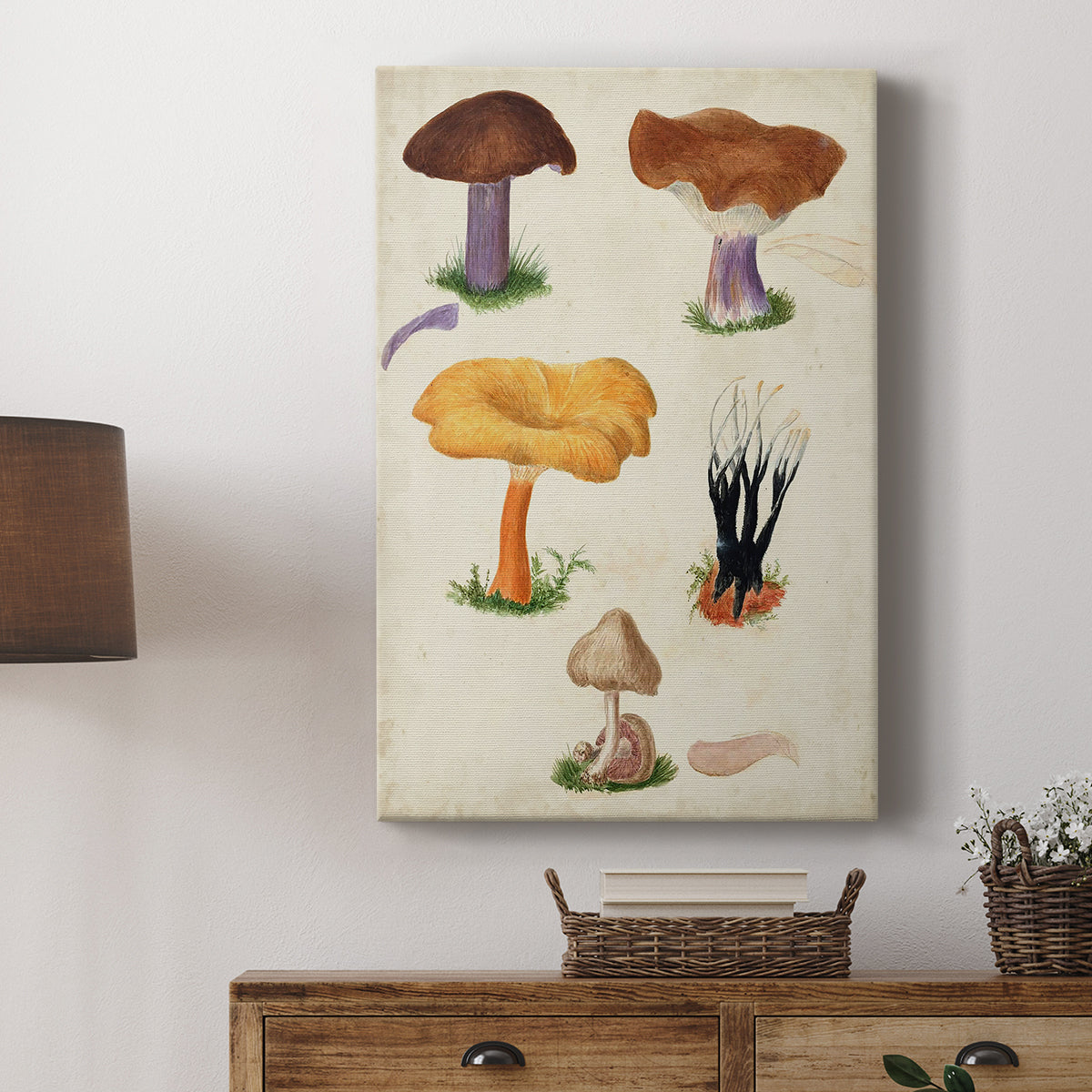 Mushroom Species VII - Canvas Art Print