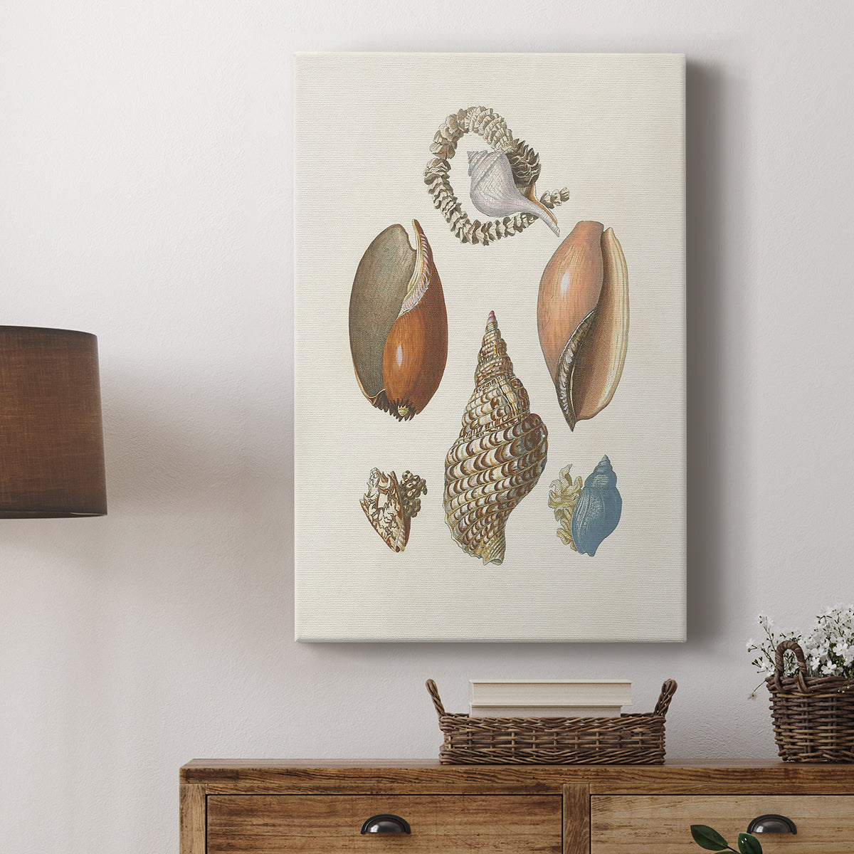 Knorr Shells & Coral I - Canvas Art Print