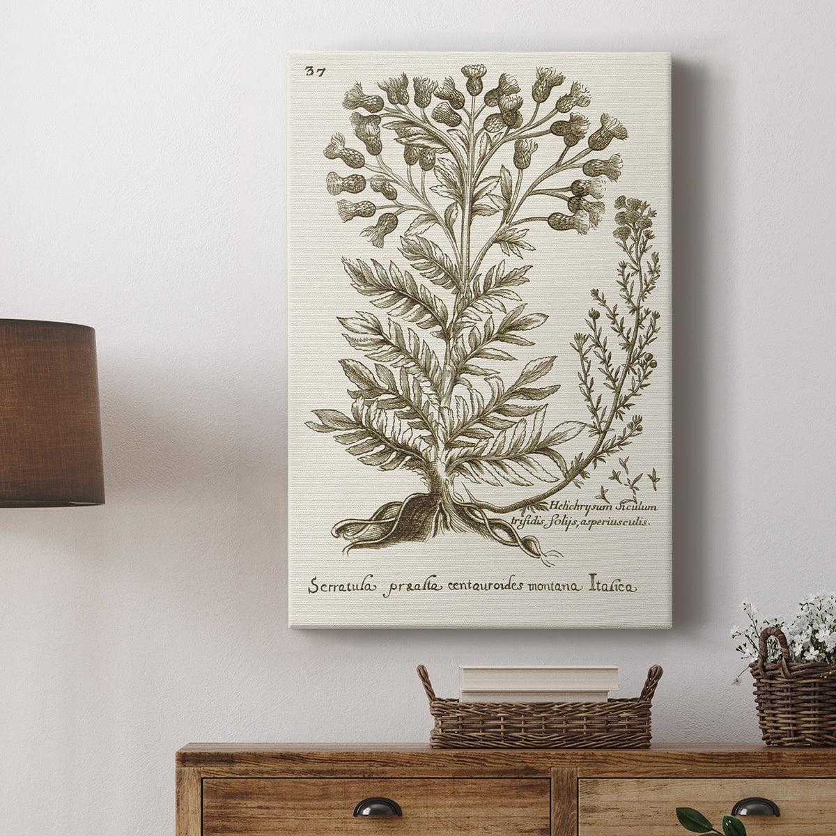 Sepia Botanical Journal I - Canvas Art Print