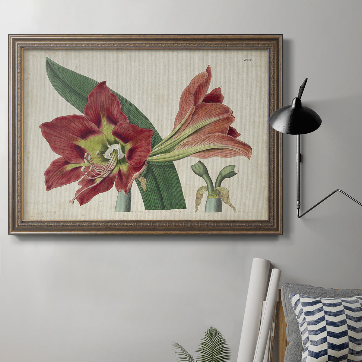 Amaryllis Splendor I Premium Framed Canvas- Ready to Hang