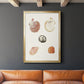 Pastel Knorr Shells VIII - Modern Framed Canvas Print