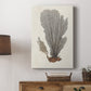 Knorr Shells & Coral III - Canvas Art Print
