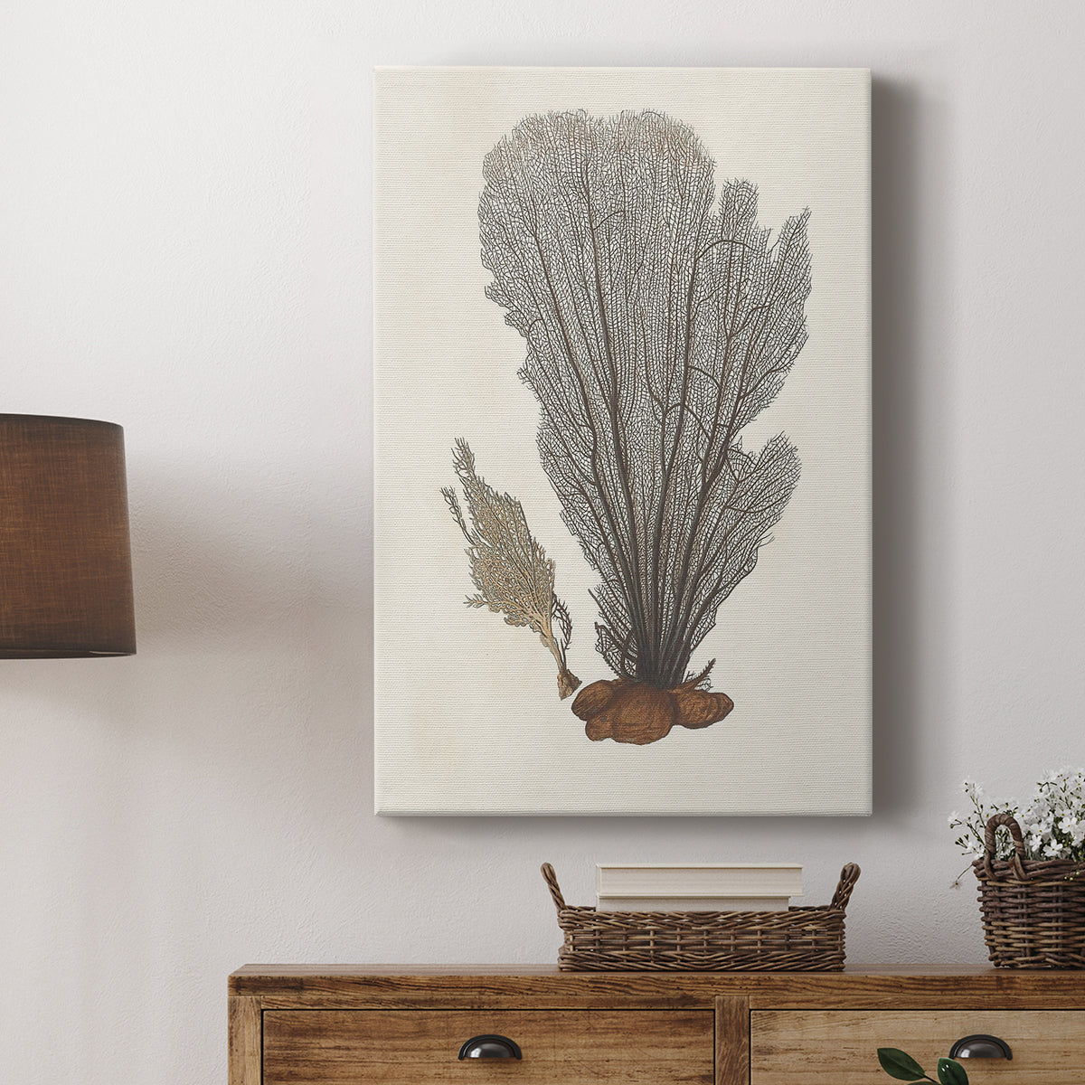 Knorr Shells & Coral III - Canvas Art Print