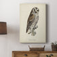French Owls III - Canvas Art Print