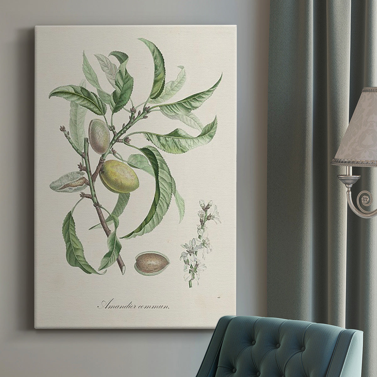 Antique Almond Botanical IV Premium Gallery Wrapped Canvas - Ready to Hang