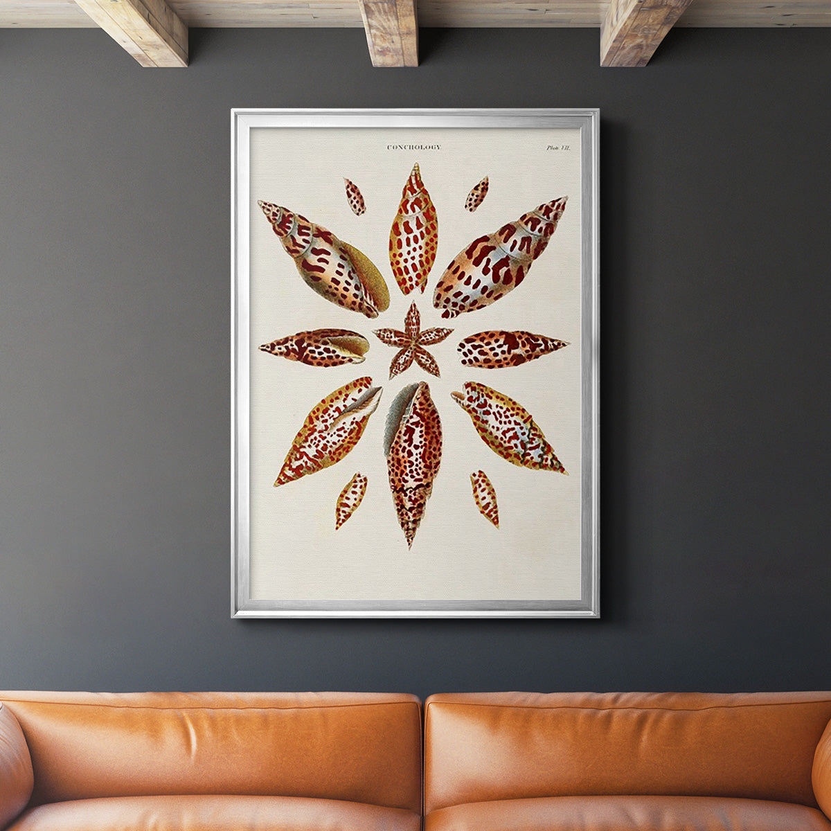 Spiral Shell Formation I - Modern Framed Canvas Print