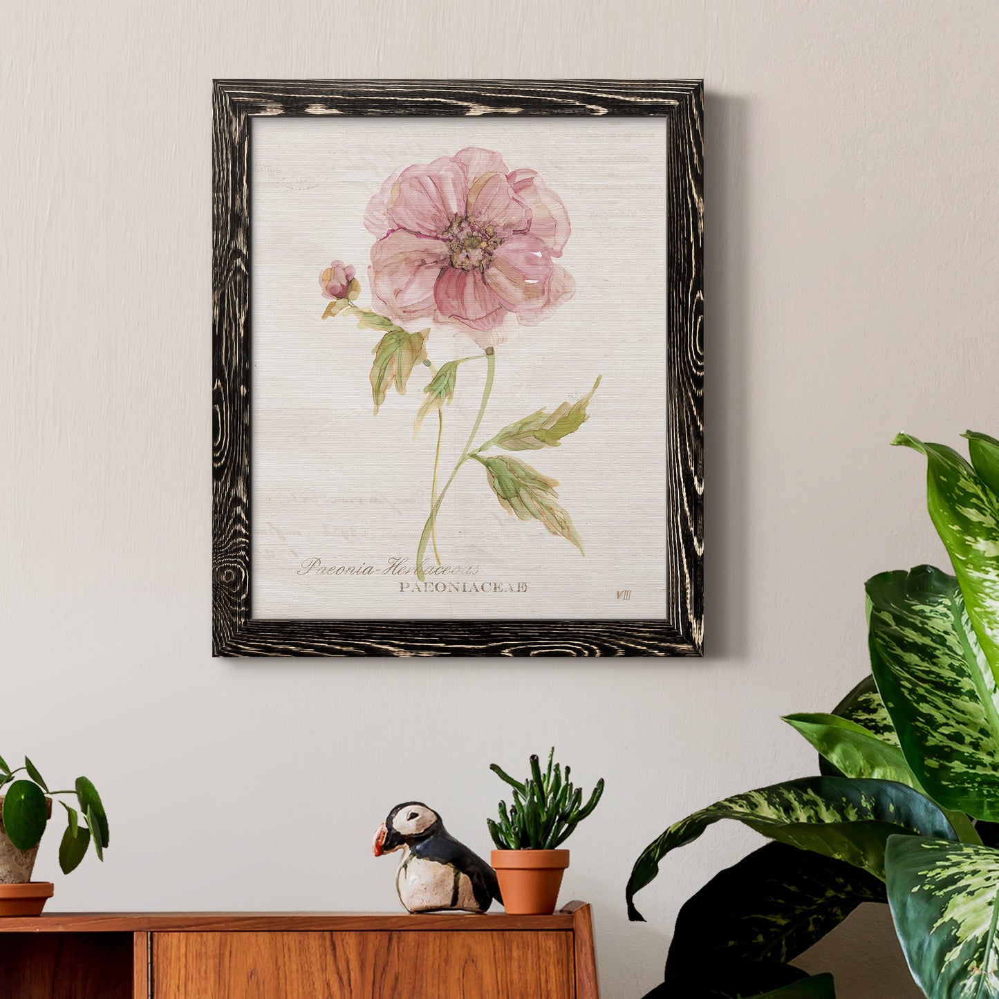 Soft Peony - Premium Canvas Framed in Barnwood - Ready to Hang