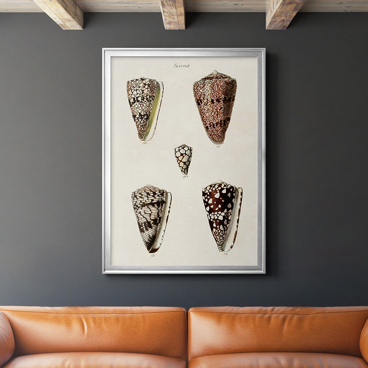 Cone Shell Collection III - Modern Framed Canvas Print