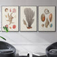 Knorr Shells & Coral I - Framed Premium Gallery Wrapped Canvas L Frame 3 Piece Set - Ready to Hang