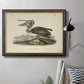 Audubons Brown Pelican - Ornate Framed Canvas Print