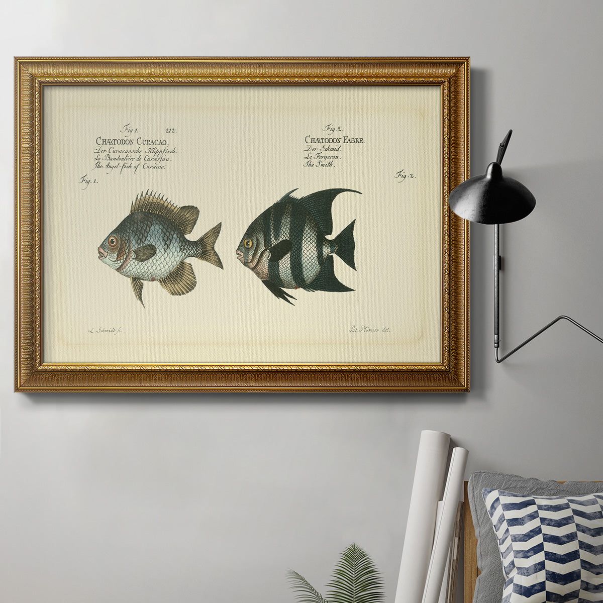 Bloch Antique Fish II Premium Framed Canvas- Ready to Hang