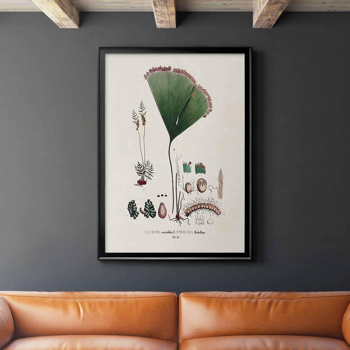 Botanical Society Ferns IX - Modern Framed Canvas Print