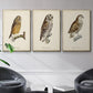 French Owls I - Framed Premium Gallery Wrapped Canvas L Frame 3 Piece Set - Ready to Hang