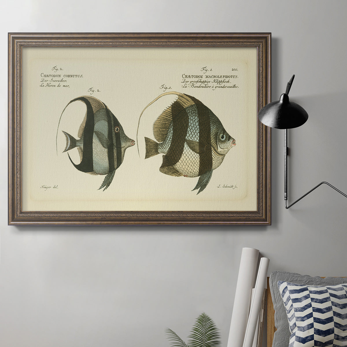 Bloch Antique Fish I Premium Framed Canvas- Ready to Hang