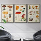 Mushroom Species IV - Framed Premium Gallery Wrapped Canvas L Frame 3 Piece Set - Ready to Hang