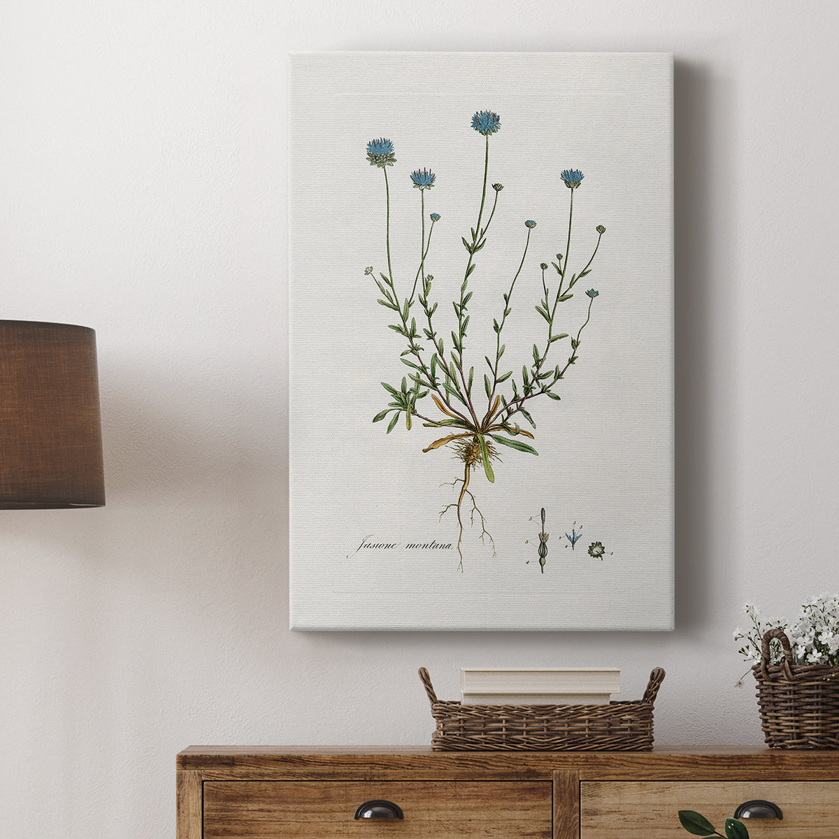 Bellflower Study - Canvas Art Print