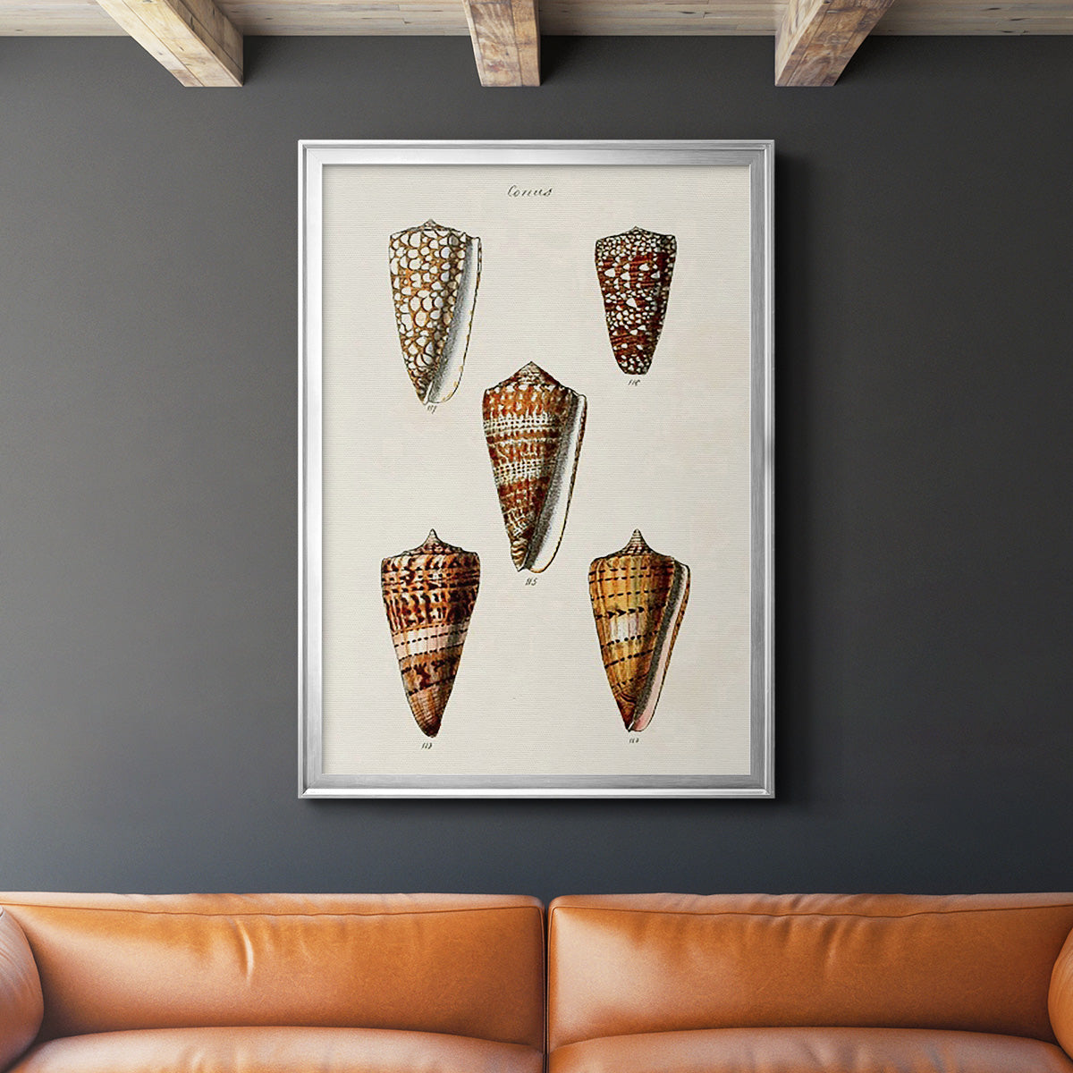 Cone Shell Collection II - Modern Framed Canvas Print