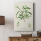 Antique Almond Botanical III - Canvas Art Print